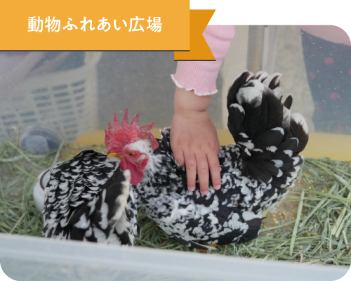 動物ふれあい広場