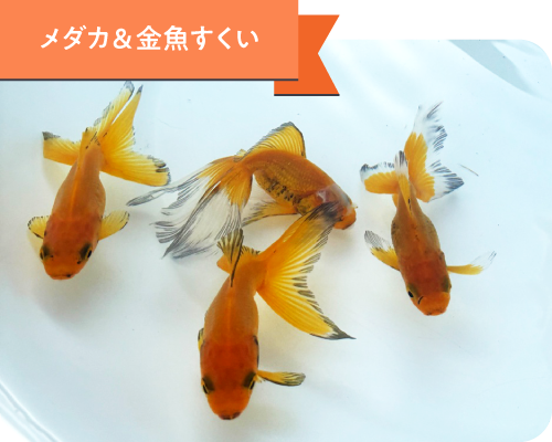 メダカ＆金魚すくい