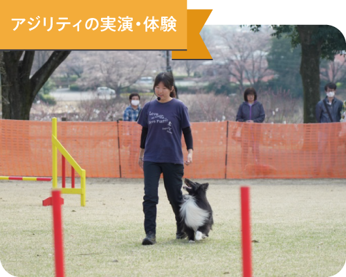 アジリティの実演・体験