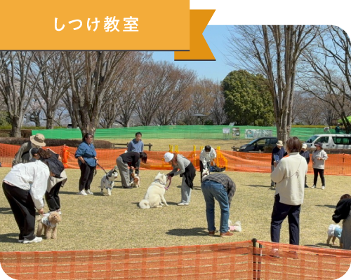 しつけ教室