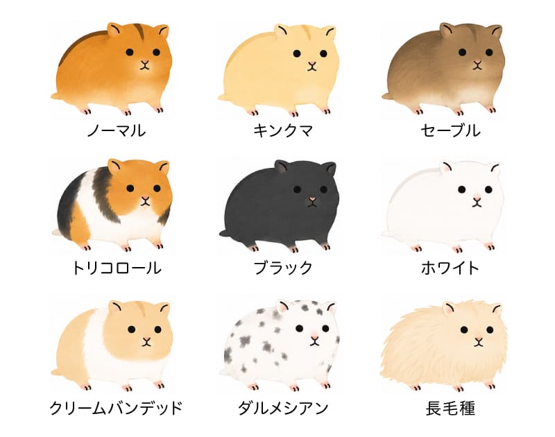 ゴールデンハムスターの毛色の種類