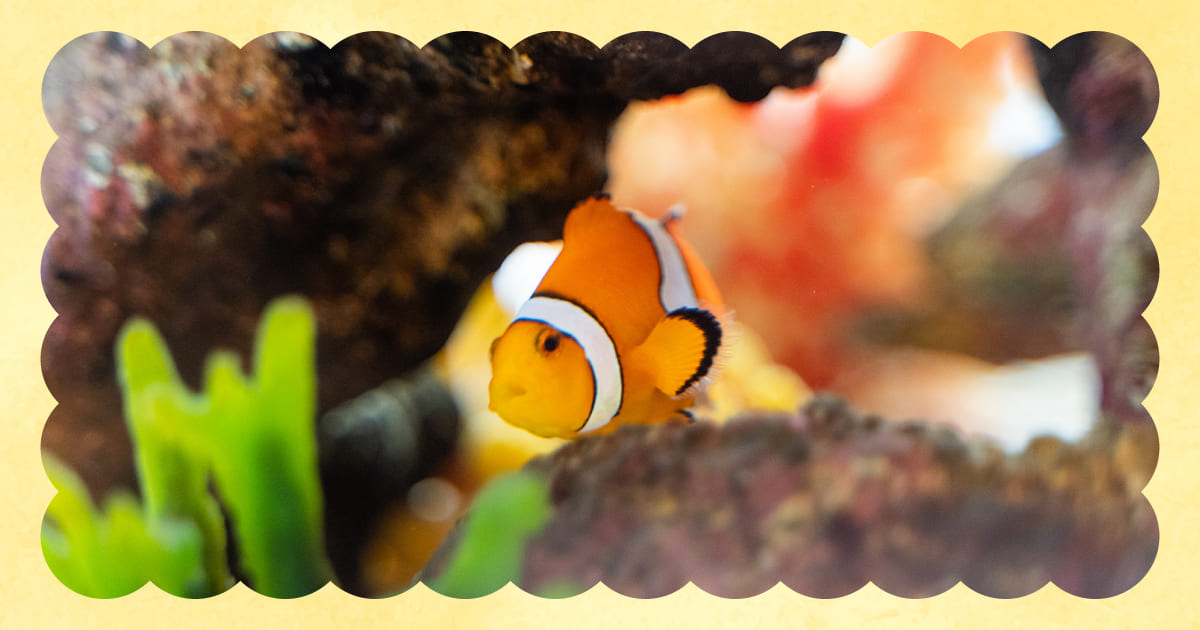カクレクマノミイメージ画像