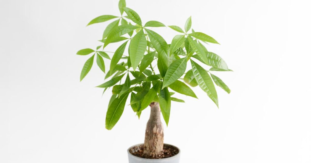ペットに安全で初心者向けの観葉植物パキラ