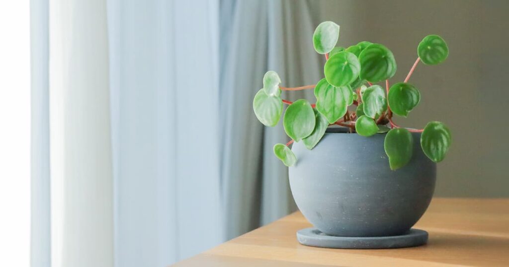 ペットに安全で初心者向けの観葉植物ペペロミア・スイカペペ
