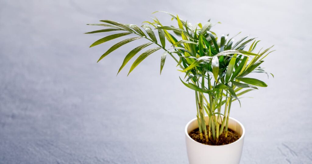 ペットに安全で初心者向けの観葉植物テーブルヤシ