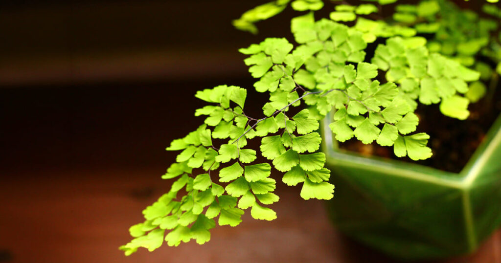 ペットに安全で初心者向けの観葉植物アジアンタム
