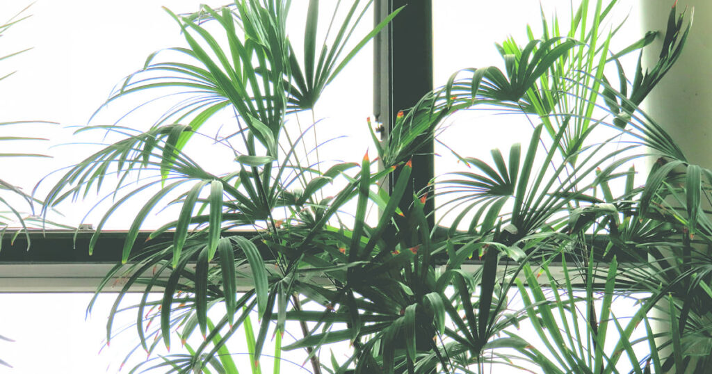 ペットに安全で初心者向けの観葉植物シュロチク(棕櫚竹)