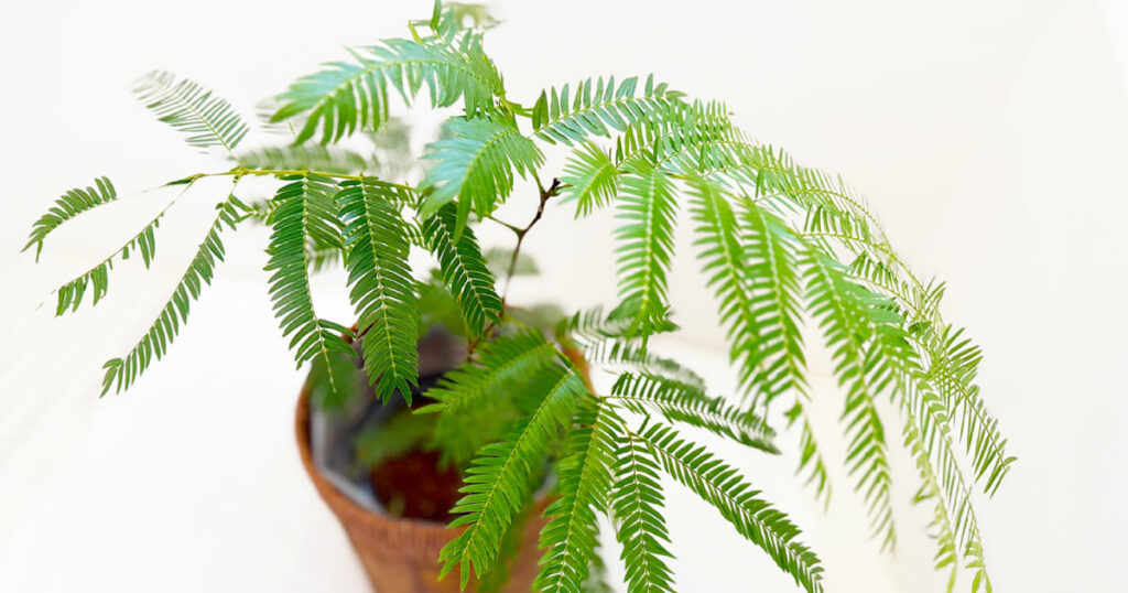 ペットに安全で初心者向けの観葉植物エバーフレッシュ