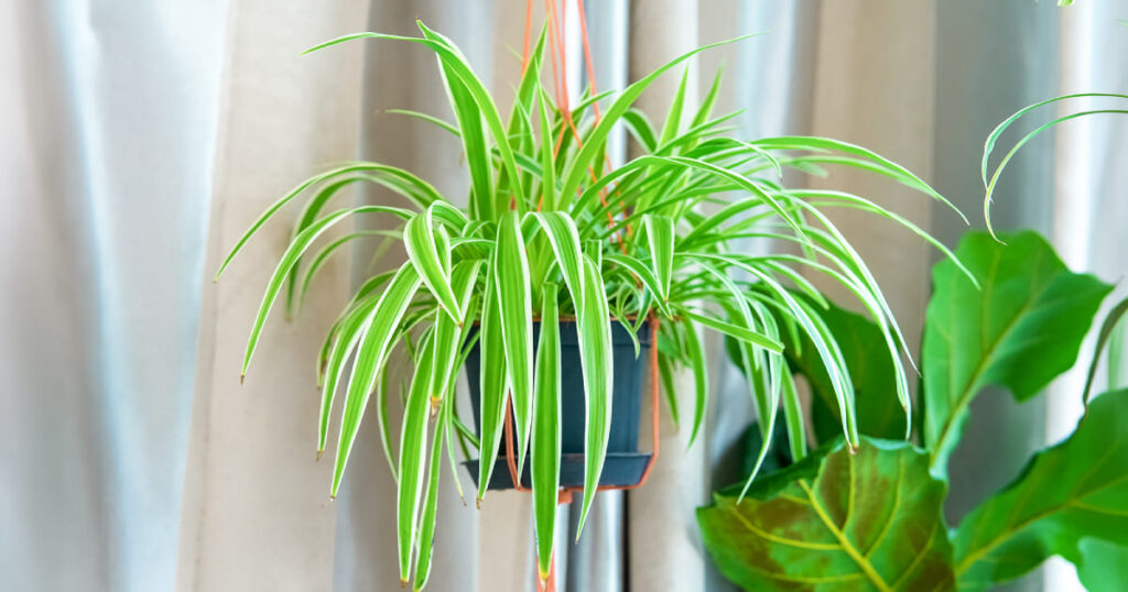 ペットに安全で初心者向けの観葉植物オリヅルラン