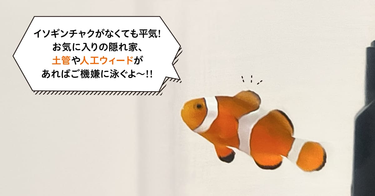 イソギンチャクなしでもカクレクマノミは飼育できる