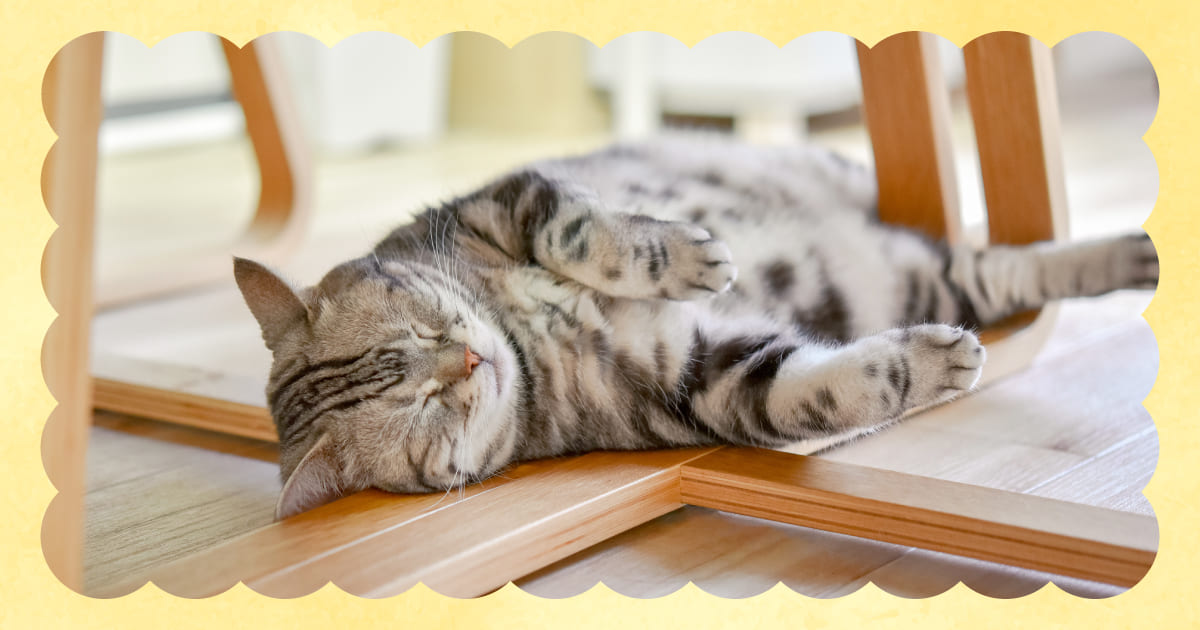 くつろいでいる猫