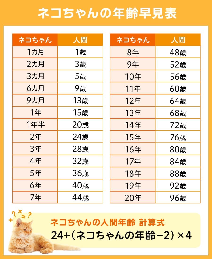 ネコちゃんの年齢換算表（早見表）