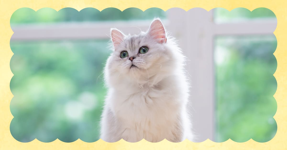 まとめ｜愛猫の「今」を知って最適なケアを始めよう