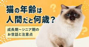 猫の年齢は人間だと何歳？成長期〜シニア期のお世話と注意点