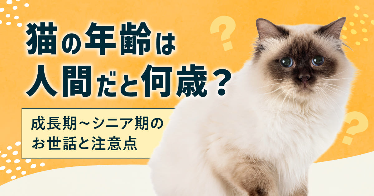 猫の年齢は人間だと何歳？成長期〜シニア期のお世話と注意点