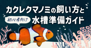 カクレクマノミの飼い方と初心者向け水槽準備ガイド