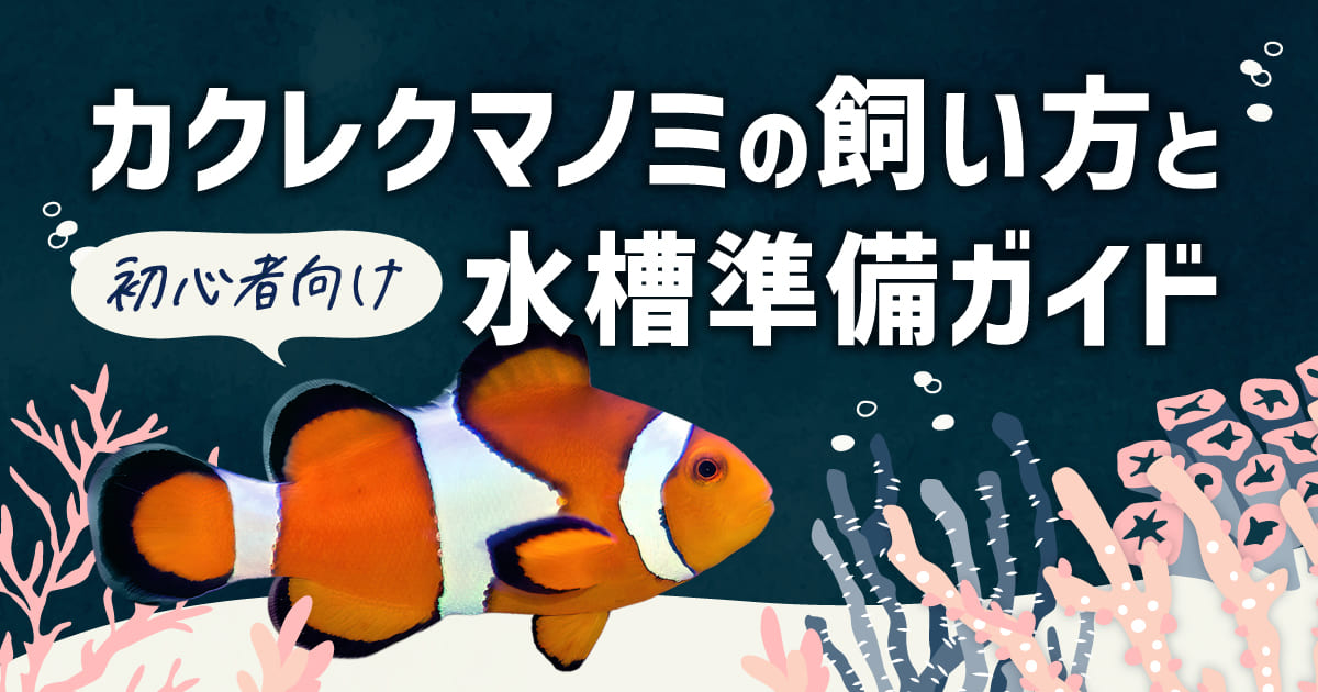 カクレクマノミの飼い方と初心者向け水槽準備ガイド