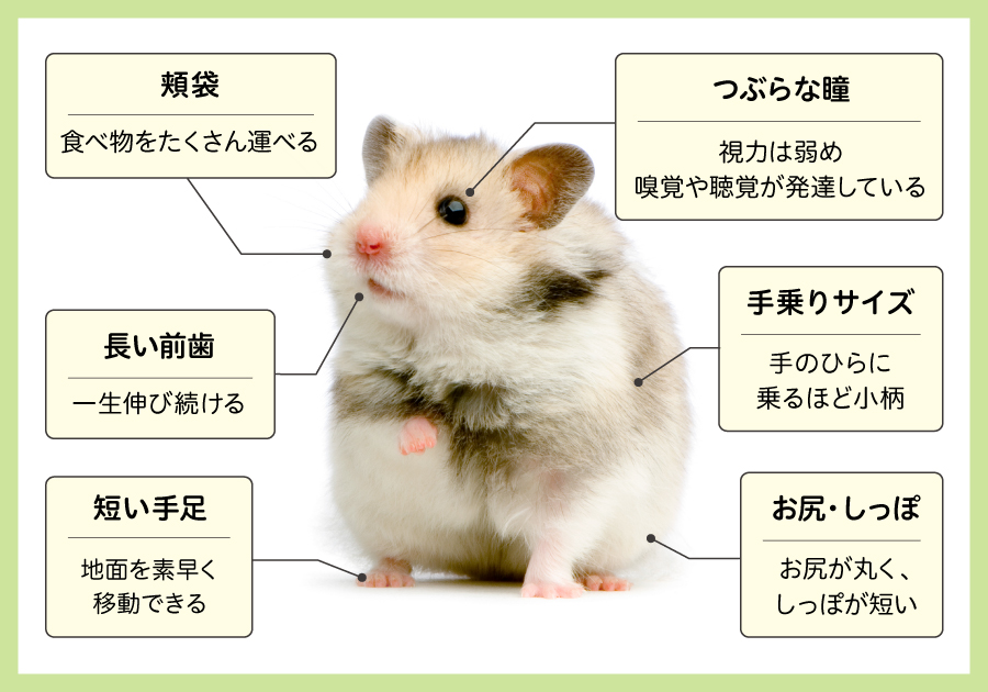 ハムスターの身体特徴