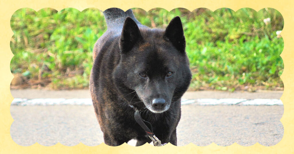 甲斐犬