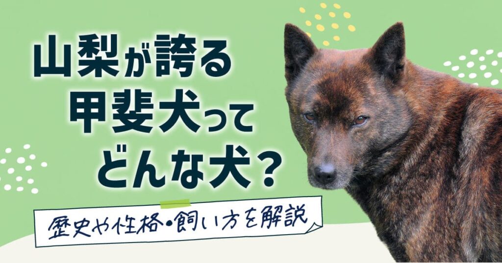 山梨県が誇る甲斐犬ってどんな犬？歴史や性格・飼い方を解説