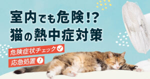 室内でも危険！？猫の熱中症対策 危険症状チェック＆応急措置