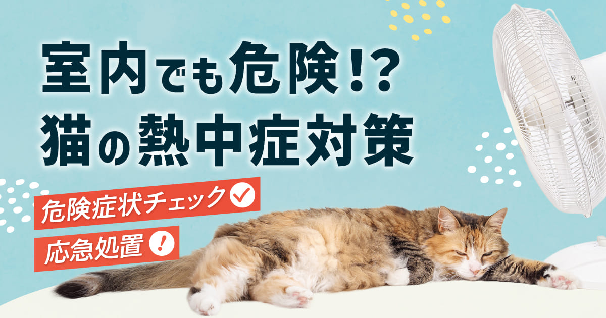 室内でも危険！？猫の熱中症対策 危険症状チェック＆応急措置
