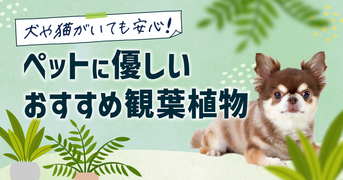 犬や猫がいても安心!ペットに優しいおすすめ観葉植物7選