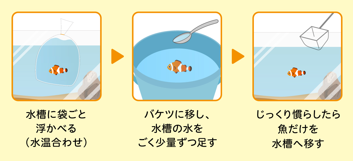 カクレクマノミの水合わせ手順