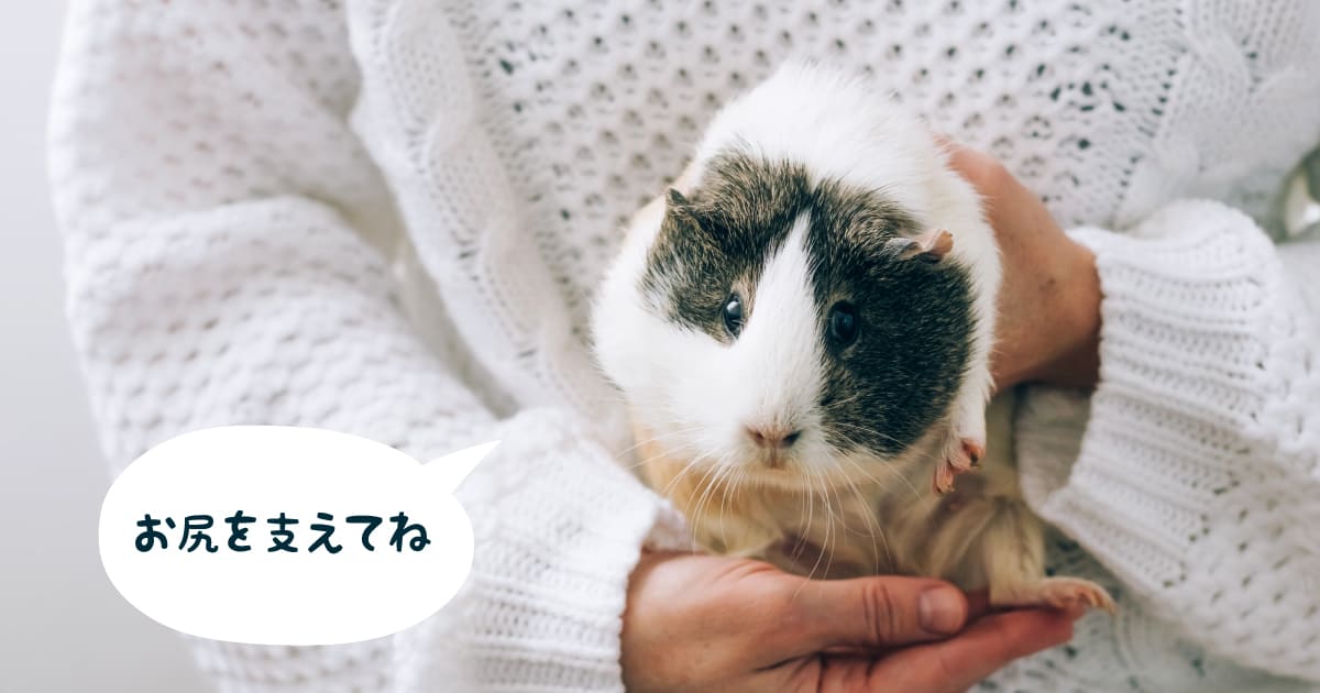 床に座った姿勢で両手を使い、お尻をしっかり下から支えて優しく抱っこされているモルモット