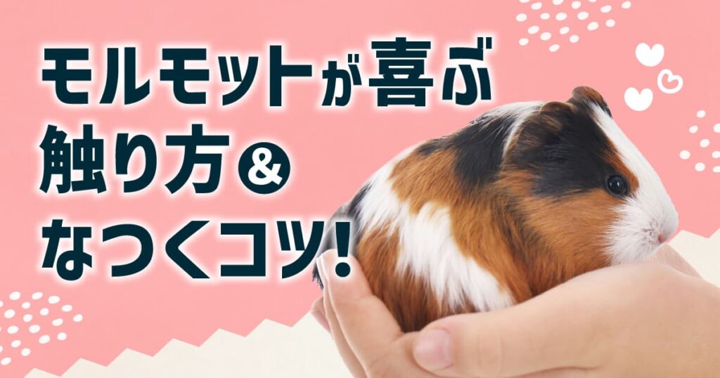 モルモットが喜ぶ触り方＆なつくコツ！おすすめおやつや遊び方も解説