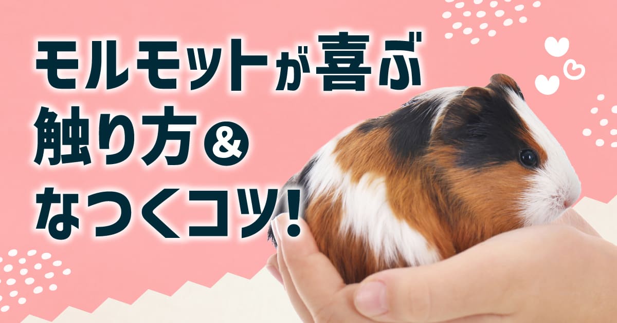 モルモットが喜ぶ触り方&なつくコツ!おすすめおやつや遊び方も解説