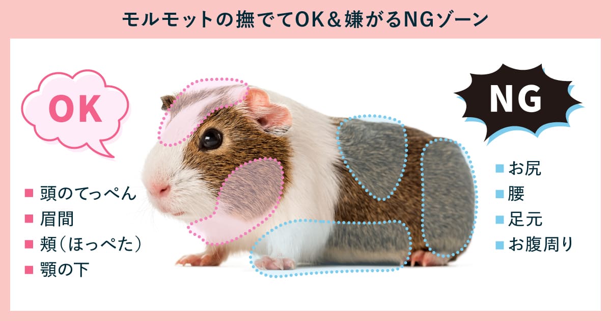 モルモットの撫でてOKな場所(頭・頬・顎の下)と嫌がるNGゾーン(お尻・腰・お腹・足元)を示したイラスト図解