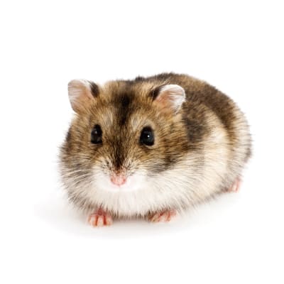 スマイルペットフェスタ秋｜動物ふれあい ハムスター