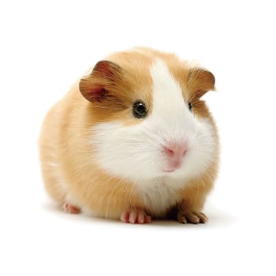 スマイルペットフェスタ秋｜動物ふれあい モルモット