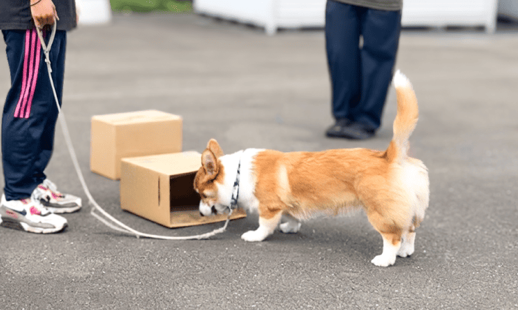 スマイルペットフェスタ｜アクティビティエリア 帝京科学大ドッグトレーナー研究部による　愛犬とノーズワーク体験会