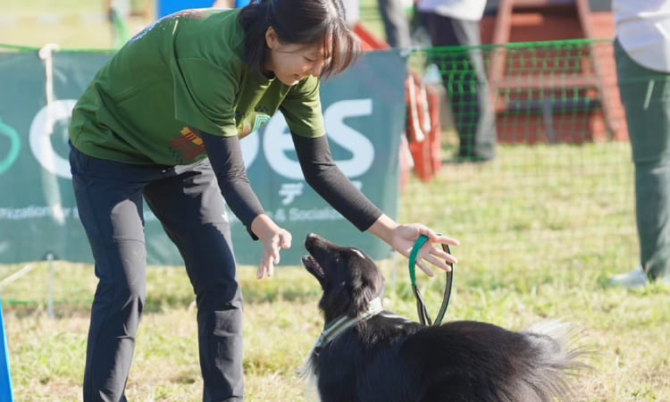 スマイルペットフェスタ｜アクティビティエリア 愛犬とアジリティ体験教室