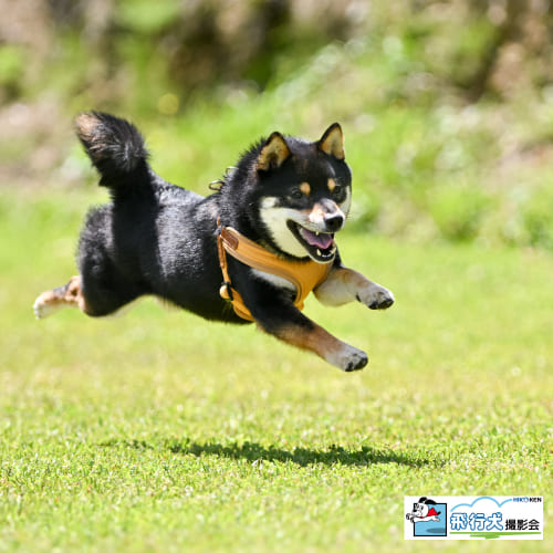 スマイルペットフェスタ 飛行犬