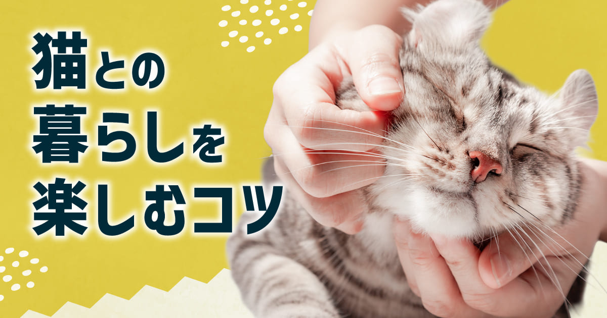 猫との暮らしを楽しむコツ|猫も人も心地よく過ごすために