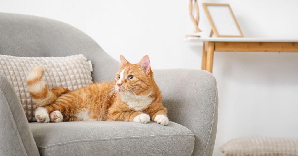 ソファの定位置でリラックスして過ごす愛猫