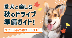 【保存版】愛犬と楽しむ秋のドライブ準備ガイド！マナー＆持ち物チェック