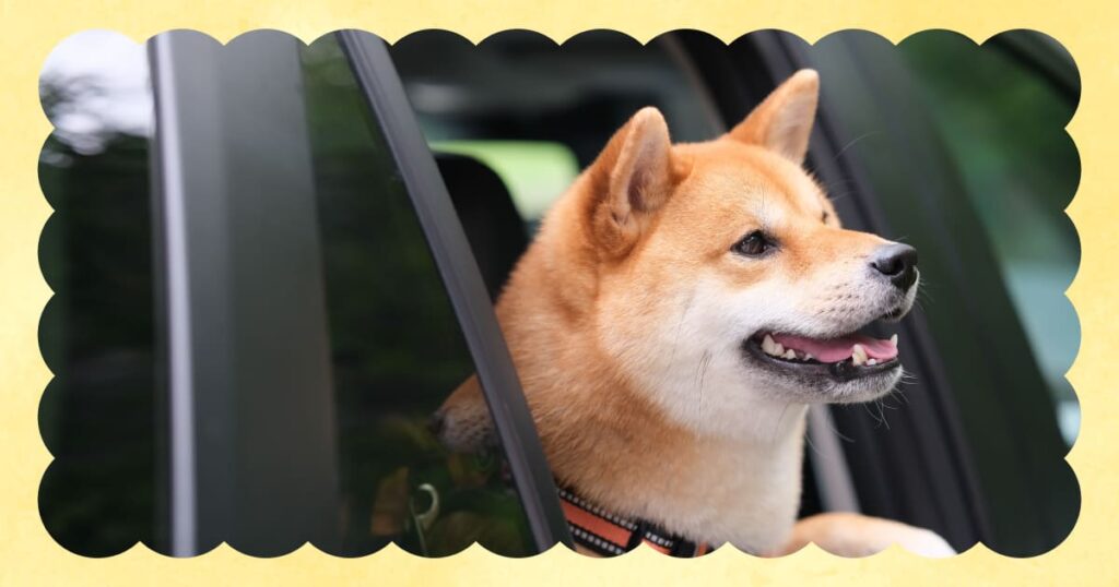 秋のドライブ｜停車中に車窓から景色を眺めて楽しそうに過ごす愛犬