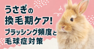 うさぎの換毛期ケア！正しいブラッシング頻度と毛球症対策