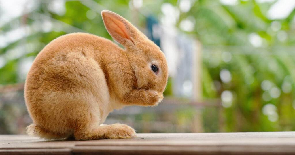 短毛種のうさぎも、換毛期にはしっかりとしたブラッシングが欠かせません
