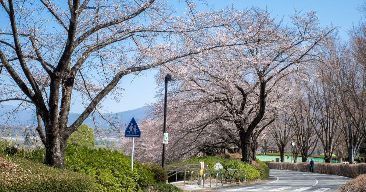 3月の山梨県曽根丘陵公園に咲く桜並木