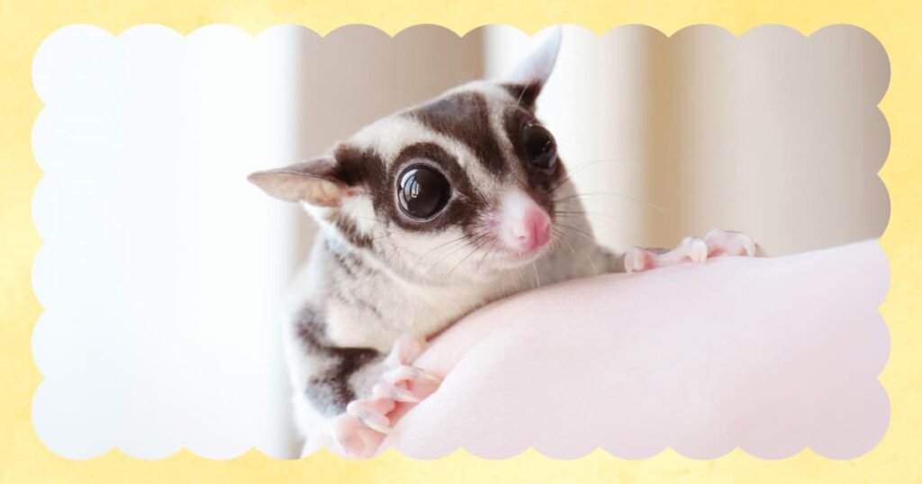 落ち着いてリラックスしているフクロモモンガ
