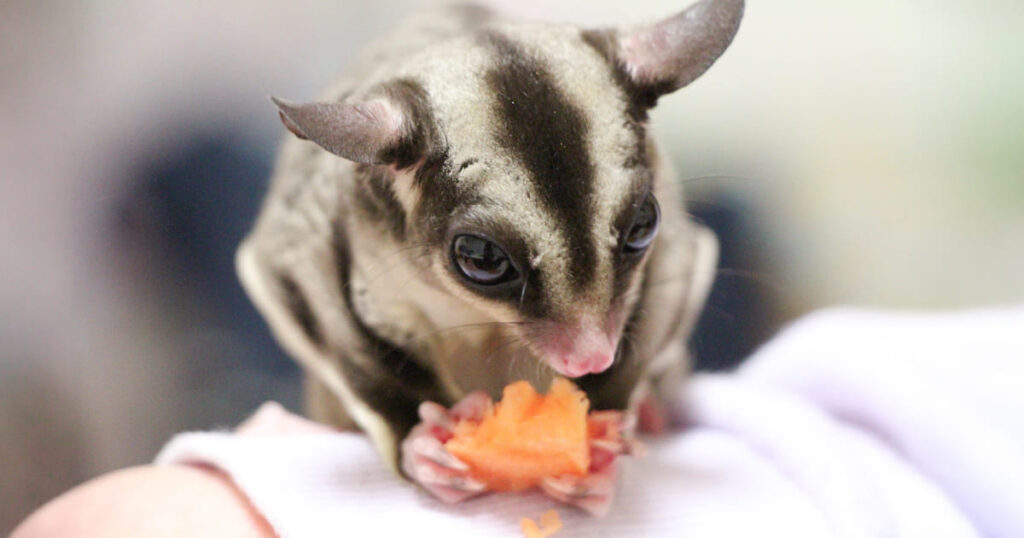 手の上でおやつを食べるフクロモモンガ