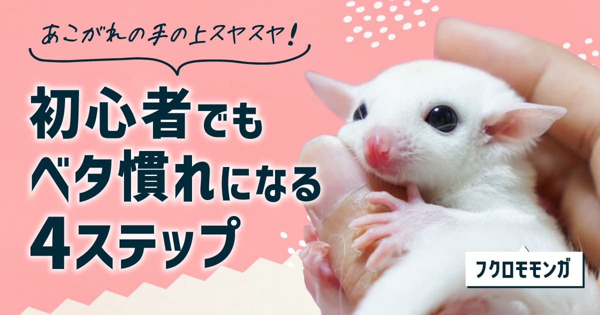 【初心者必見】フクロモモンガが手の上で寝てくれる飼い方＆なつかせる4ステップ