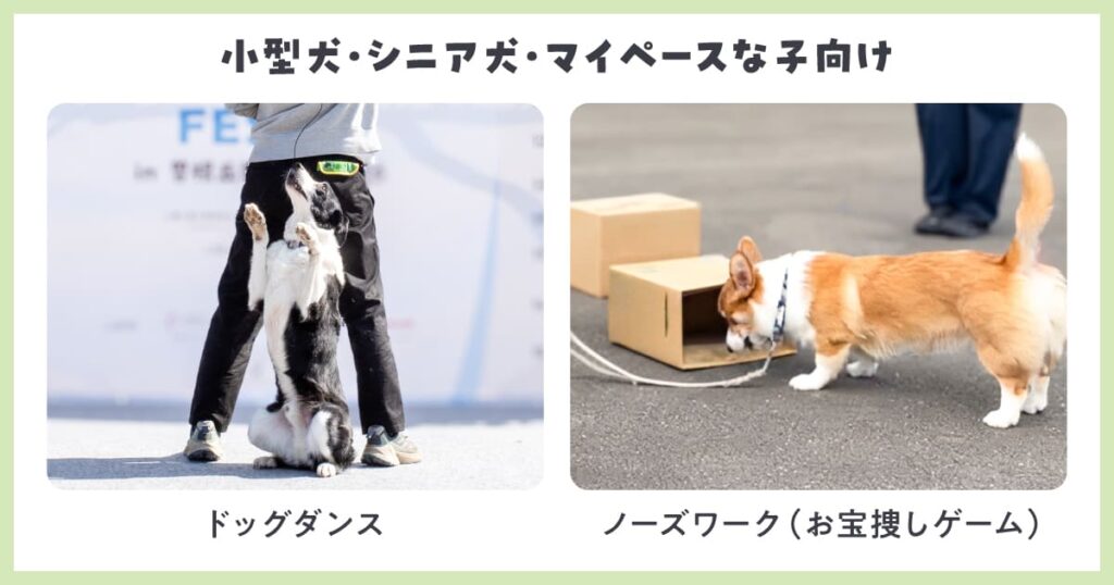 小型犬やシニア犬も安心♪絆を深める「ドッグダンス」と集中力を高める「ノーズワーク」